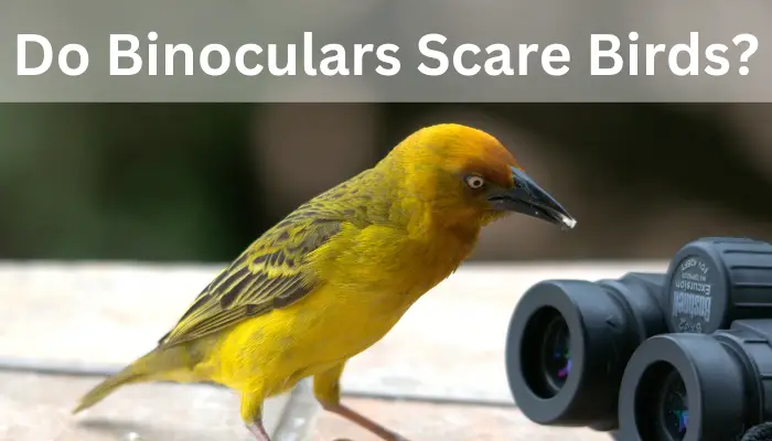 Do Binoculars Scare Birds