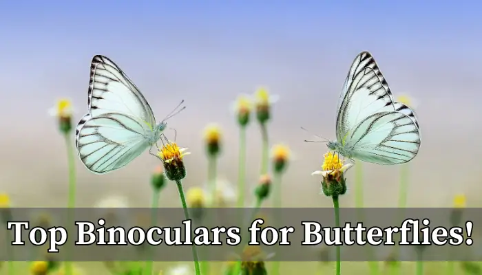 Best Binoculars for Butterflies