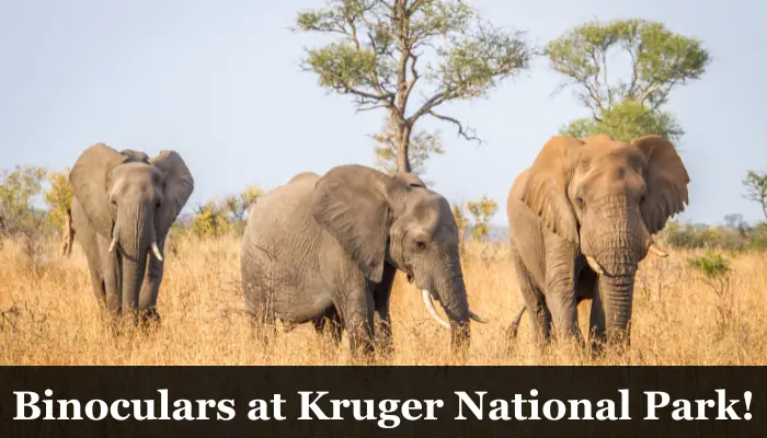 Are Binoculars Allowed at Kruger National Park