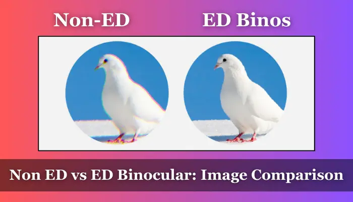 Difference between image with ED and non ed binoculars